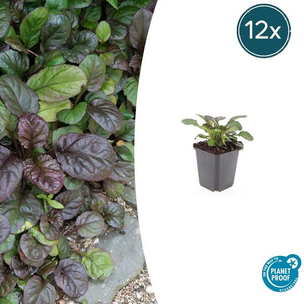 Ajuga reptans 'Catlin's Giant' - ↕10-25cm - Ø9cm - 12x | Sierplantenshop 