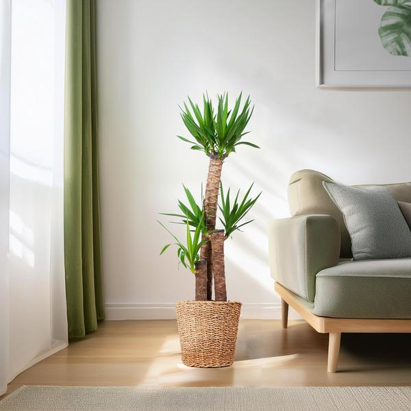 Yucca XL met Torun mand - 125cm - Ø24 | Sierplantenshop 