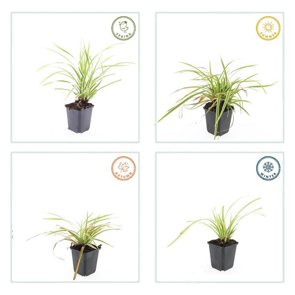 Carex morrowii 'Aureovariegata'  - ↕10-25cm - Ø9cm - 12x | Sierplantenshop 