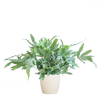 Phlebodium Aureum 'Blue Star' met Viber wit - 40cm - Ø17 | Sierplantenshop 