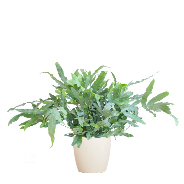 Phlebodium Aureum 'Blue Star' met Viber wit - 40cm - Ø17 | Sierplantenshop 