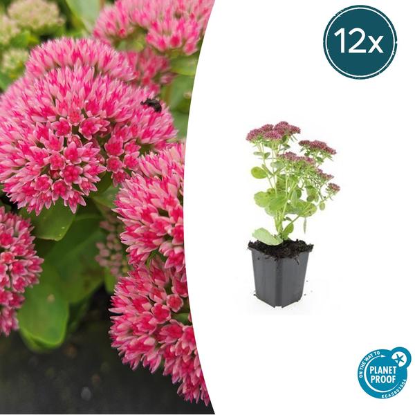 Sedum 'Herbstfreude' - ↕10-25cm - Ø9cm - 12x | Sierplantenshop 