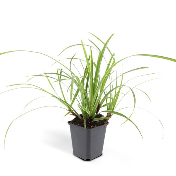 Carex morrowii 'Ice Dance' - ↕10-25cm - Ø9cm - 12x | Sierplantenshop 