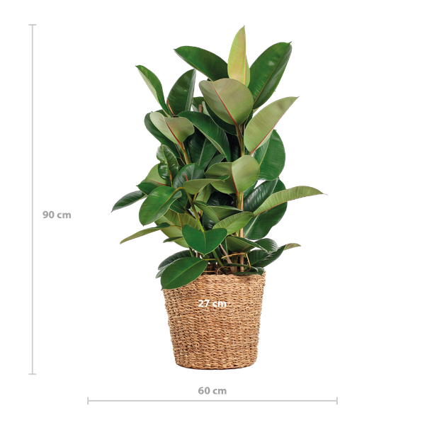 Ficus Elastica Robusta XL met mand Torun - 90cm - Ø27 | Sierplantenshop 