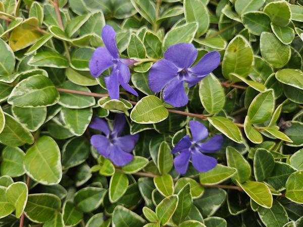 Vinca minor 'Argenteovariegata' - ↕10-25cm - Ø9cm - 12x | Sierplantenshop 