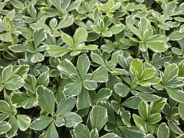 Pachysandra term. 'Variegata' - ↕10-25cm - Ø9cm - 12x | Sierplantenshop 