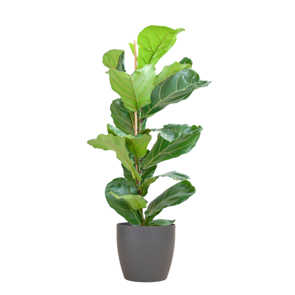 Ficus Lyrata met Viber pot grijs - 80cm - Ø21 | Sierplantenshop 