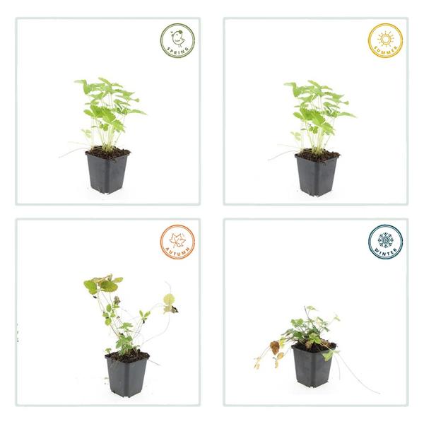 Fragaria vesca - ↕10-25cm - Ø9cm - 12x | Sierplantenshop 