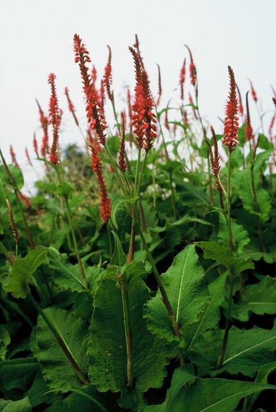 Persicaria amplexicaulis - ↕10-25cm - Ø9cm - 12x | Sierplantenshop 