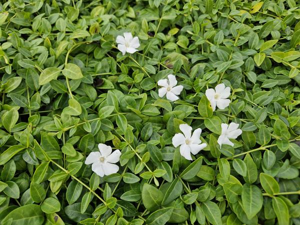 Vinca minor 'Gertrude Jekyll' - ↕10-25cm - Ø9cm - 12x | Sierplantenshop 