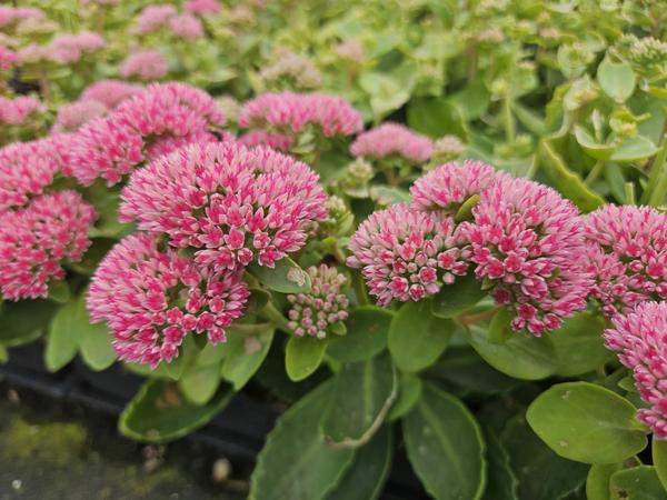 Sedum 'Herbstfreude' - ↕10-25cm - Ø9cm - 12x | Sierplantenshop 