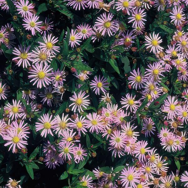 Aster ageratoides 'Asran' - ↕10-25cm - Ø9cm - 12x | Sierplantenshop 