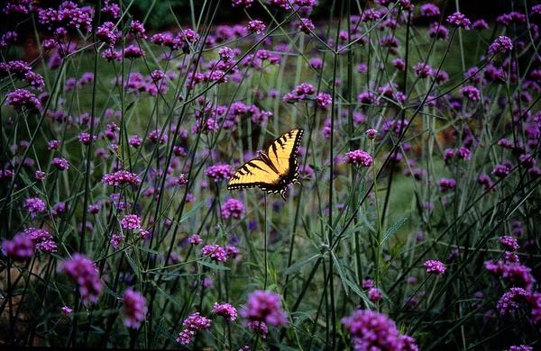 Verbena bonariensis - ↕10-25cm - Ø9cm - 12x | Sierplantenshop 