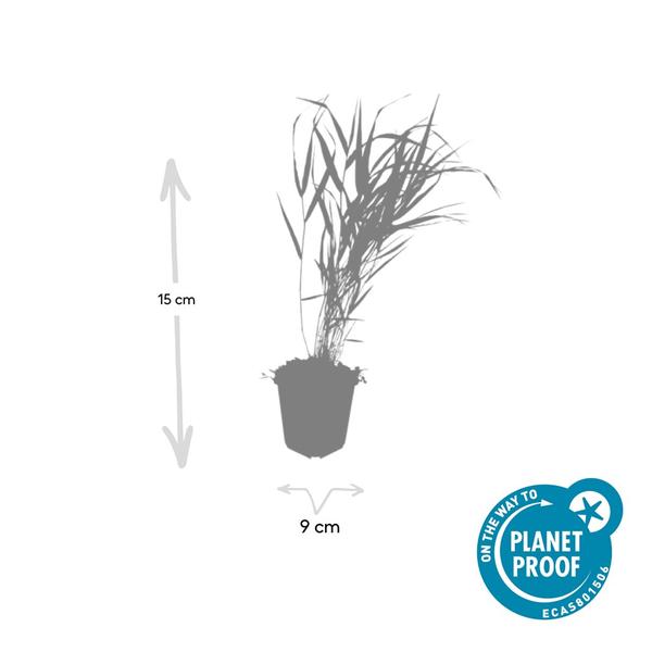 Hakonechloa macra - ↕10-25cm - Ø9cm - 12x | Sierplantenshop 