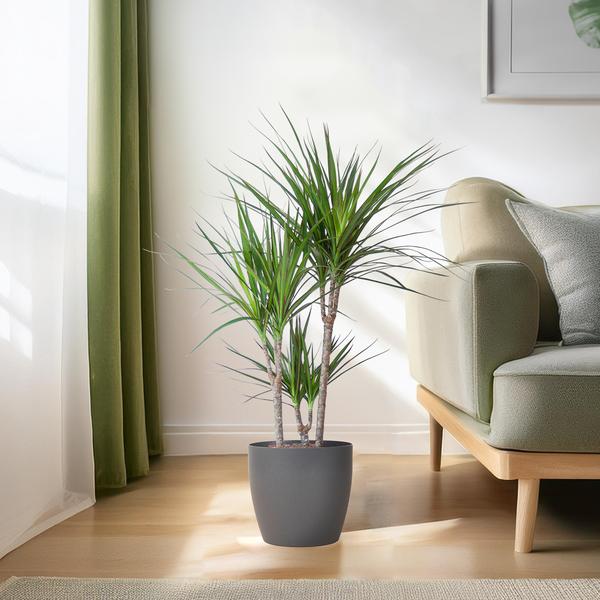 Dracaena Marginata met Viber pot grijs - 95cm - Ø21 | Sierplantenshop 