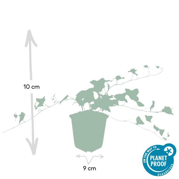 Hedera helix 'Glacier' - ↕10-25cm - Ø9cm - 12x | Sierplantenshop 