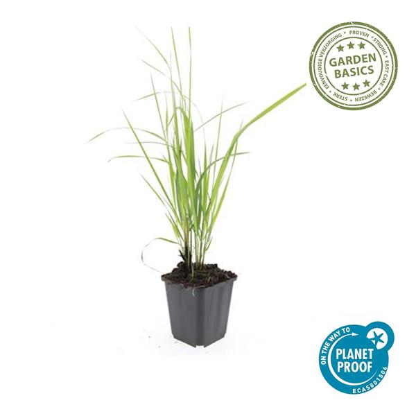 Calamagrostis acut. 'Karl Foerster'  - ↕10-25cm - Ø9cm - 12x | Sierplantenshop 