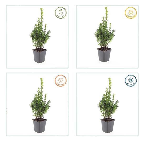 Buxus Sempervirens - ↕10-25cm - Ø9cm - 12x | Sierplantenshop 