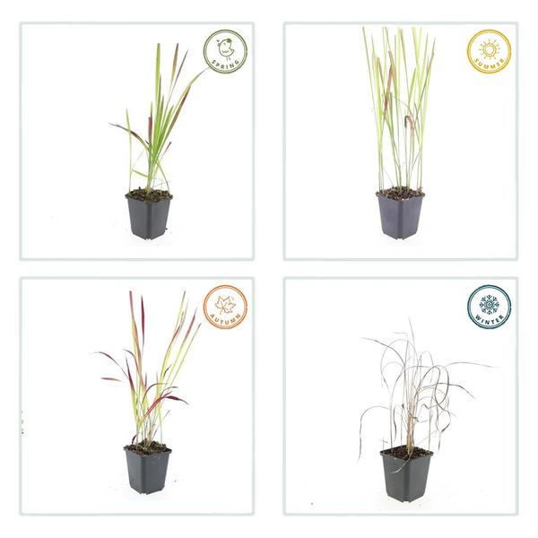 Imperata cylindrica 'Red Baron' - ↕10-25cm - Ø9cm - 12x | Sierplantenshop 