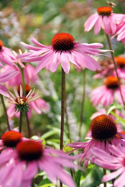 Echinacea p. 'Magnus' - ↕10-25cm - Ø9cm - 12x | Sierplantenshop 