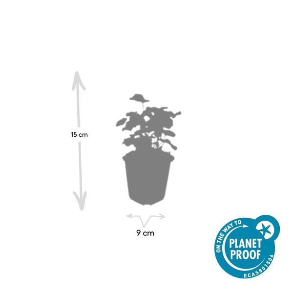 Alchemilla mollis - ↕10-25cm - Ø9cm - 12x | Sierplantenshop 