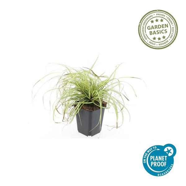 Carex oshim. 'Evergold'  - ↕10-25cm - Ø9cm - 12x | Sierplantenshop 