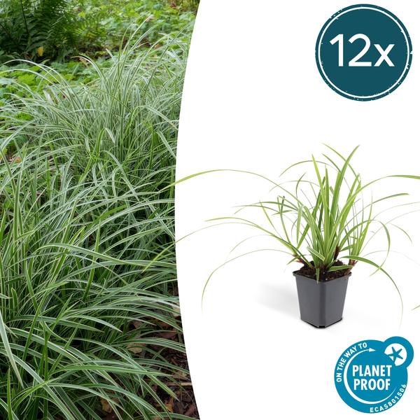 Carex morrowii 'Ice Dance' - ↕10-25cm - Ø9cm - 12x | Sierplantenshop 