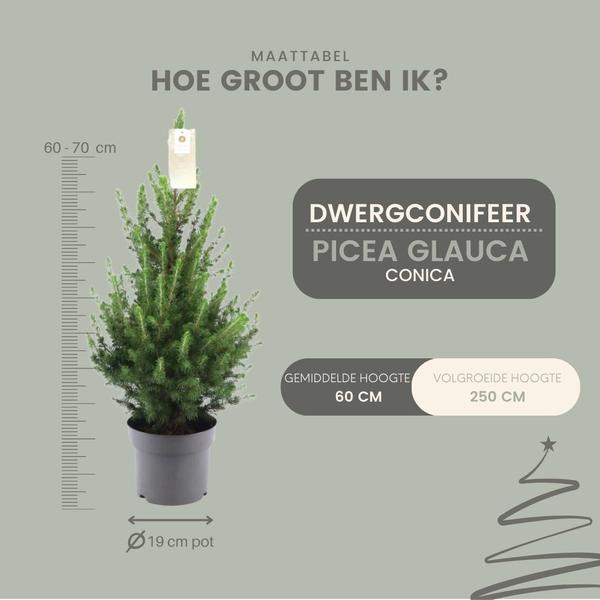 Kleine Kerstboom pot Ø19 cm - ca. 70 cm hoogte - Picea glauca Conica | Sierplantenshop 