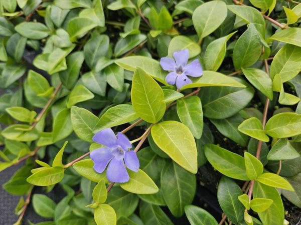 Vinca minor 'La Grave' - ↕10-25cm - Ø9cm - 12x | Sierplantenshop 