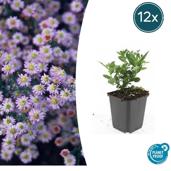 Aster ageratoides 'Stardust' - ↕10-25cm - Ø9cm - 12x | Sierplantenshop 