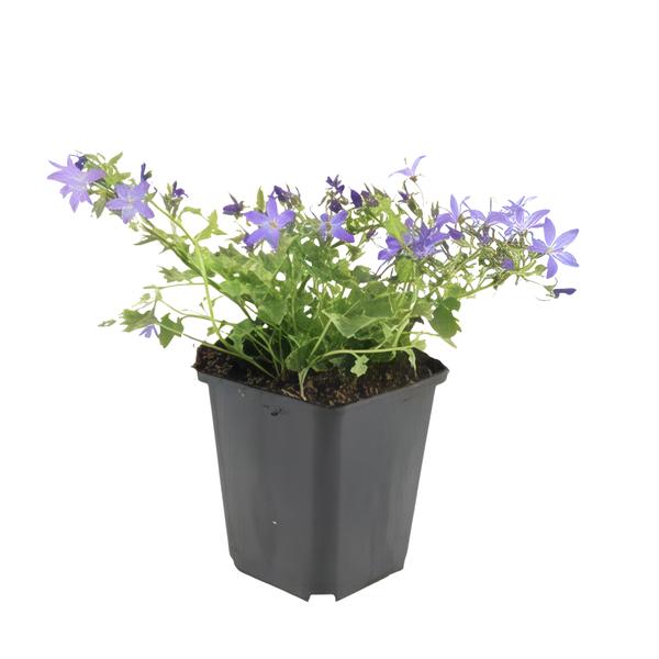 Campanula poscharskyana 'Stella' - ↕10-25cm - Ø9cm - 12x | Sierplantenshop 