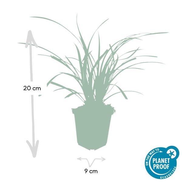 Carex morrowii 'Ice Dance' - ↕10-25cm - Ø9cm - 12x | Sierplantenshop 