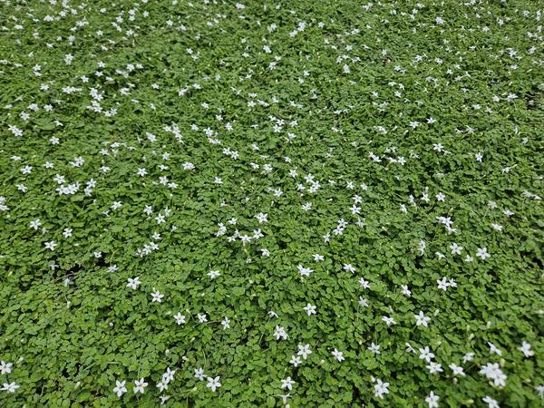 Isotoma fluviatilis 'Alba'- ↕10-25cm - Ø9cm - 12x | Sierplantenshop 