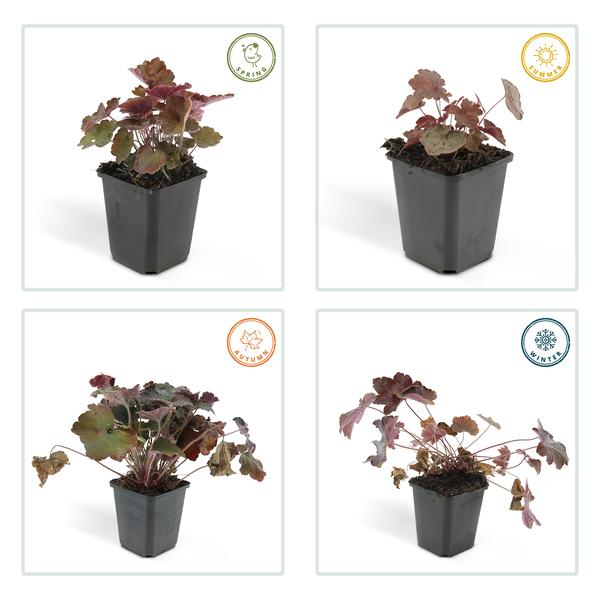 Heuchera mic. 'Palace Purple' - ↕10-25cm - Ø9cm - 12x | Sierplantenshop 