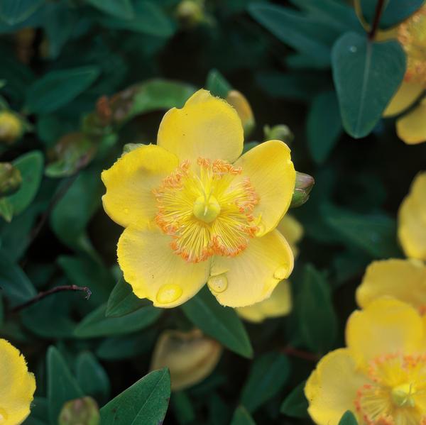 Hypericum calycinum - ↕10-25cm - Ø9cm  - 12x | Sierplantenshop 