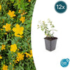 Hypericum dummeri 'Peter Dummer' - ↕10-25cm - Ø9cm - 12x | Sierplantenshop 