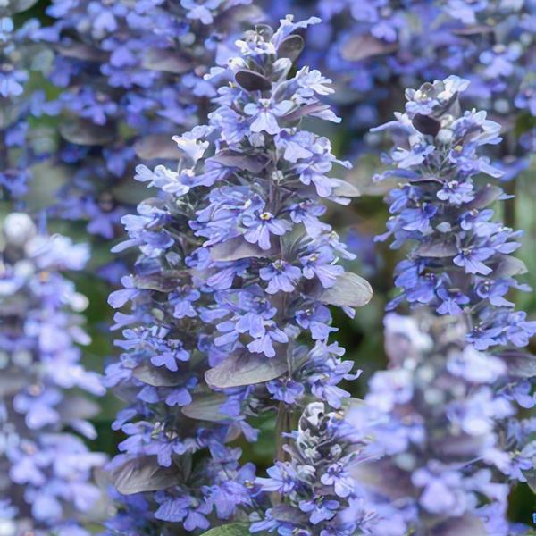 Ajuga reptans-15 cm