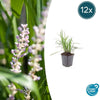 Liriope muscari 'Moneymaker' - ↕10-25cm - Ø9cm - 12x | Sierplantenshop 