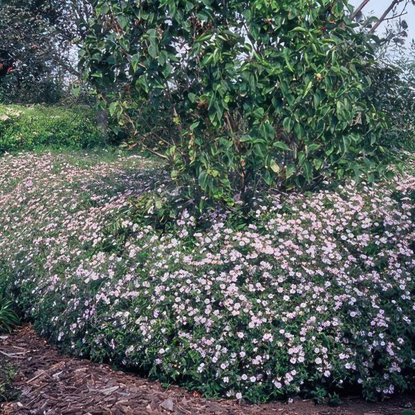 Aster ageratoides 'Asran' - ↕10-25cm - Ø9cm - 12x | Sierplantenshop 