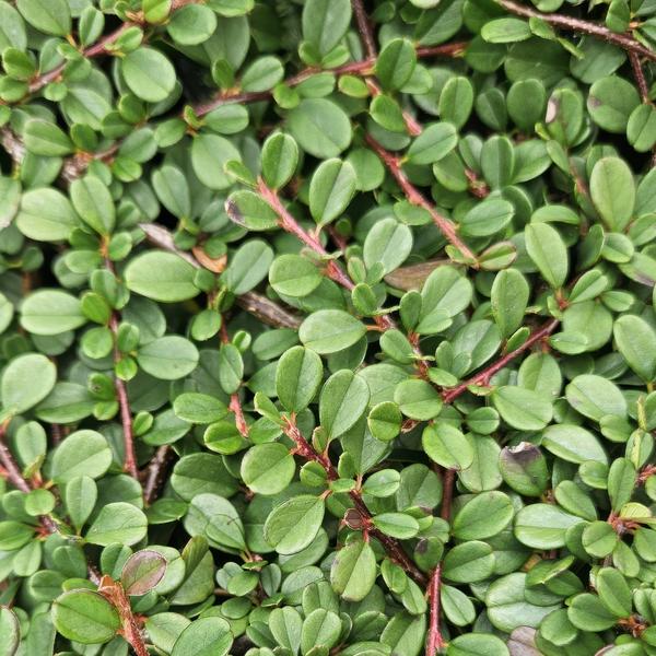 Cotoneaster pr. 'Streib's Findling' - ↕10-25cm - Ø9cm - 12x | Sierplantenshop 