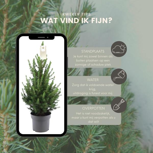 Kleine Kerstboom pot Ø19 cm - ca. 70 cm hoogte - Picea glauca Conica | Sierplantenshop 