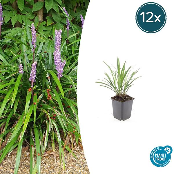 Liriope muscari 'Ingwersen' - ↕10-25cm - Ø9cm - 12x | Sierplantenshop 