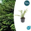 Lonicera pileata - ↕10-25cm - Ø9cm - 12x | Sierplantenshop 