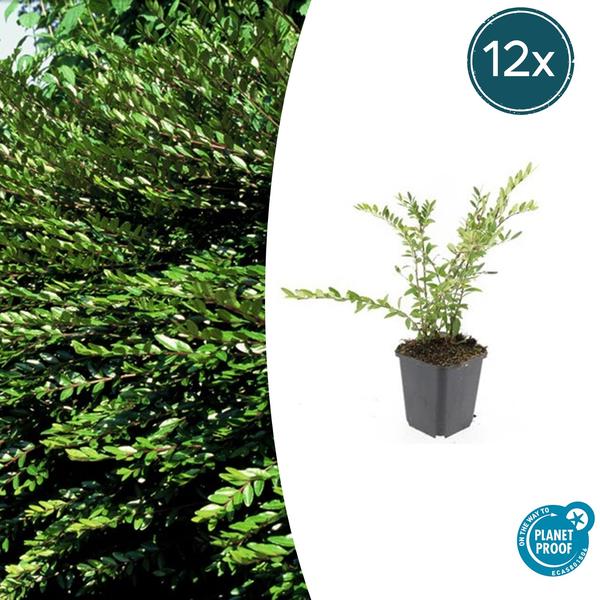 Lonicera pileata - ↕10-25cm - Ø9cm - 12x | Sierplantenshop 