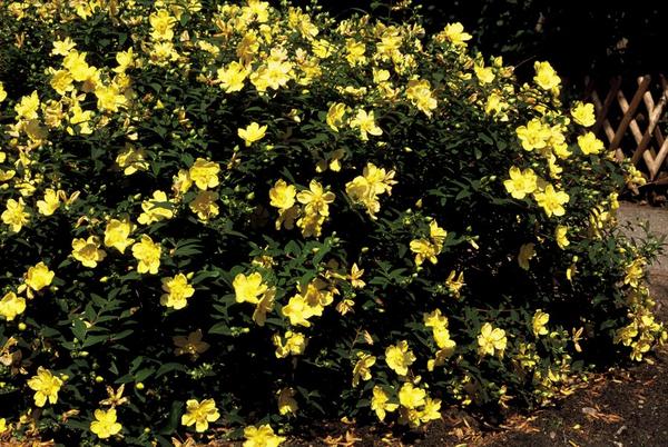 Hypericum 'Hidcote' - ↕10-25cm - Ø9cm - 12x | Sierplantenshop 