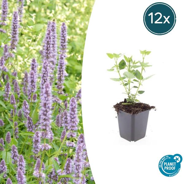 Agastache 'Blue Fortune' - ↕10-25cm - Ø9cm - 12x | Sierplantenshop 