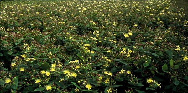 Hypericum inodorum 'Rheingold' - ↕10-25cm - Ø9cm - 12x | Sierplantenshop 