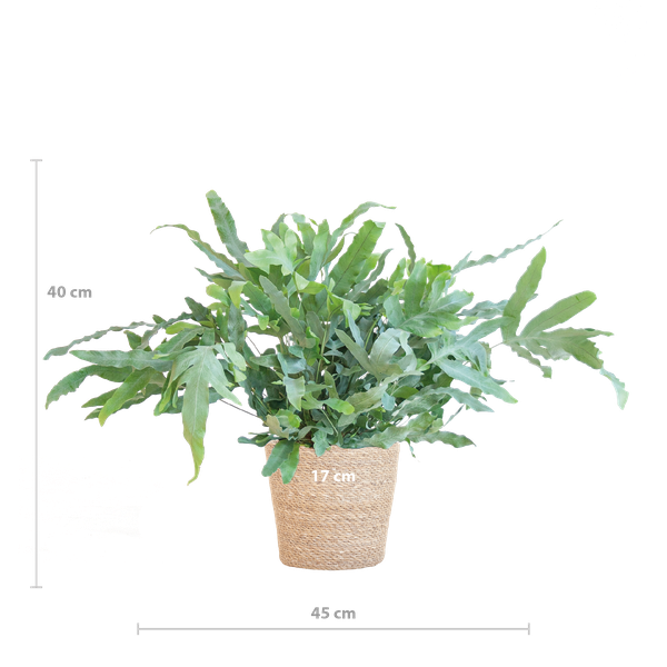 Phlebodium Aureum 'Blue Star' met Mand Sofia naturel - 40cm - Ø17 | Sierplantenshop 