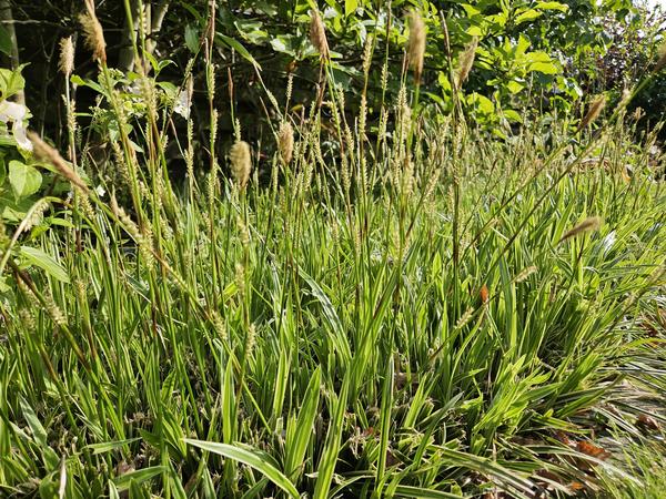 Carex morrowii 'Aureovariegata'  - ↕10-25cm - Ø9cm - 12x | Sierplantenshop 