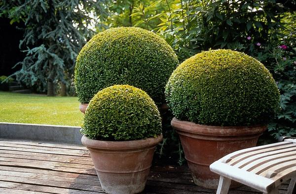 Buxus Sempervirens - ↕10-25cm - Ø9cm - 12x | Sierplantenshop 